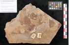 Foto (Objekt + Etikett) von Taeniopteris moravica Ettingshausen (NHMW-GEO-2024-0188-10931)